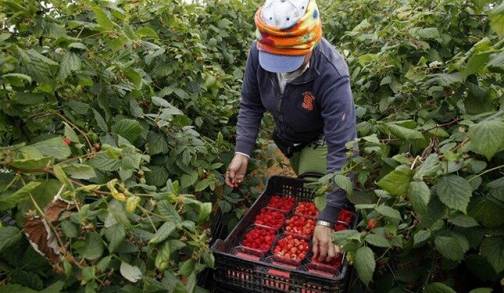 Inicia la cosecha en 115 mil hectáreas de 13 cultivos en Michoacán   